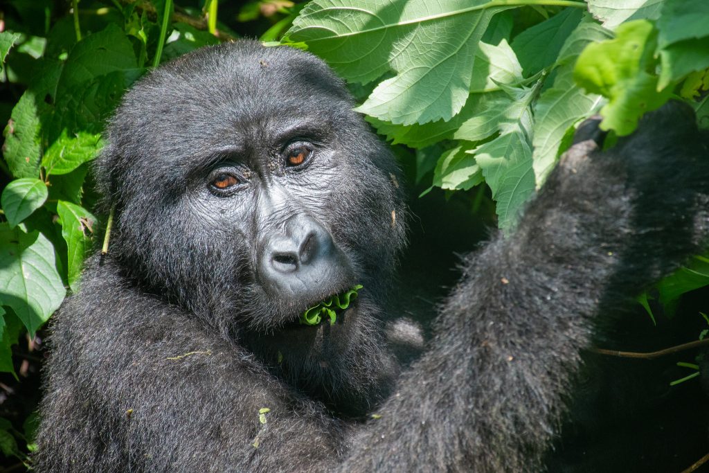 Gorilla Trekking in Bwindi Park - Gorilla Families