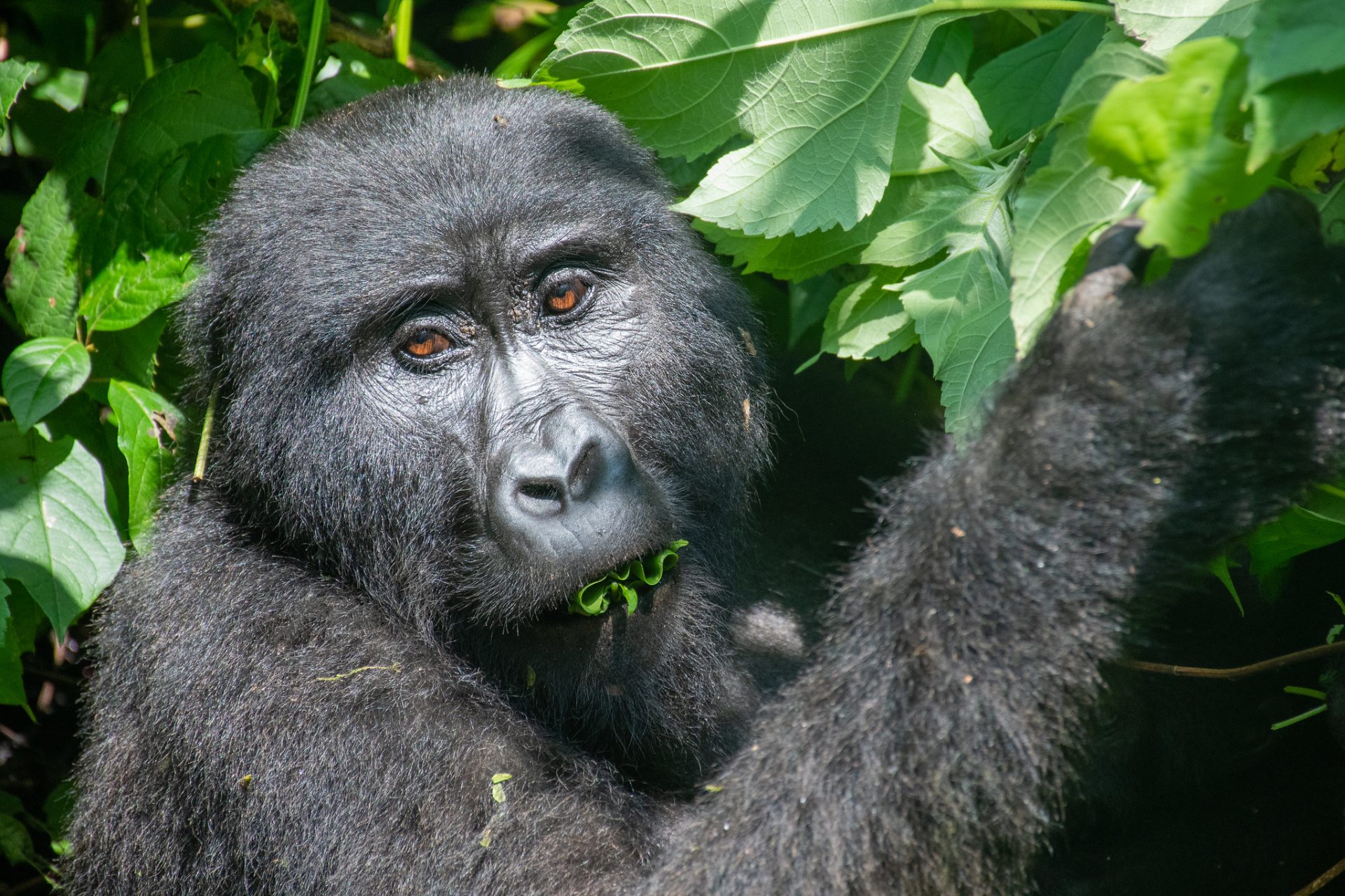 1 Day Entebbe Zoo Tour & Behind the Scenes at UWEC