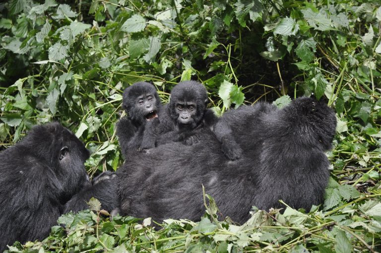 Classic 8-Day Uganda Primate Safari