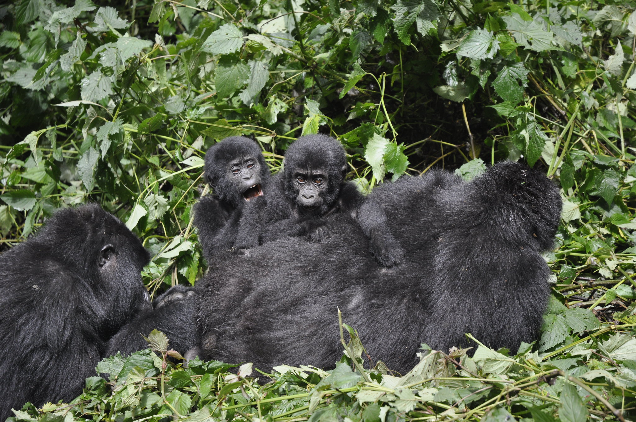 Mountain gorilla trekking experience in Bwindi Impenetrable National Park Uganda