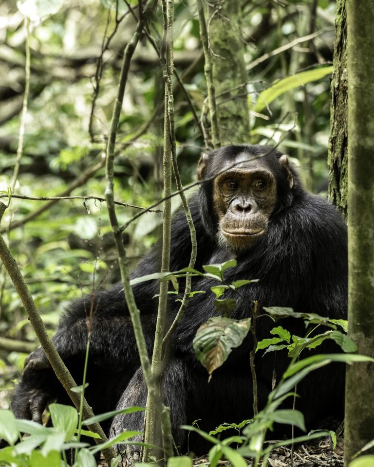 5 Days Kibale National Park Discovery Safari