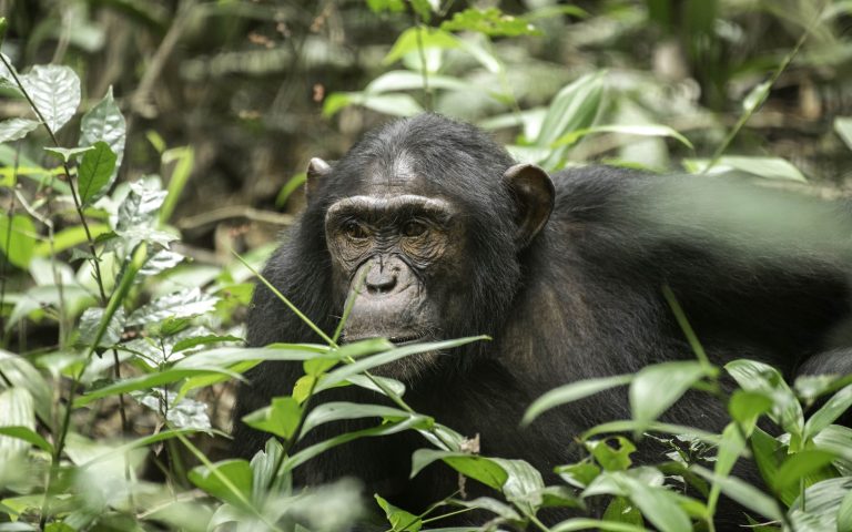 6 Days Gorilla, Chimpanzee & Big Game Safari in Uganda