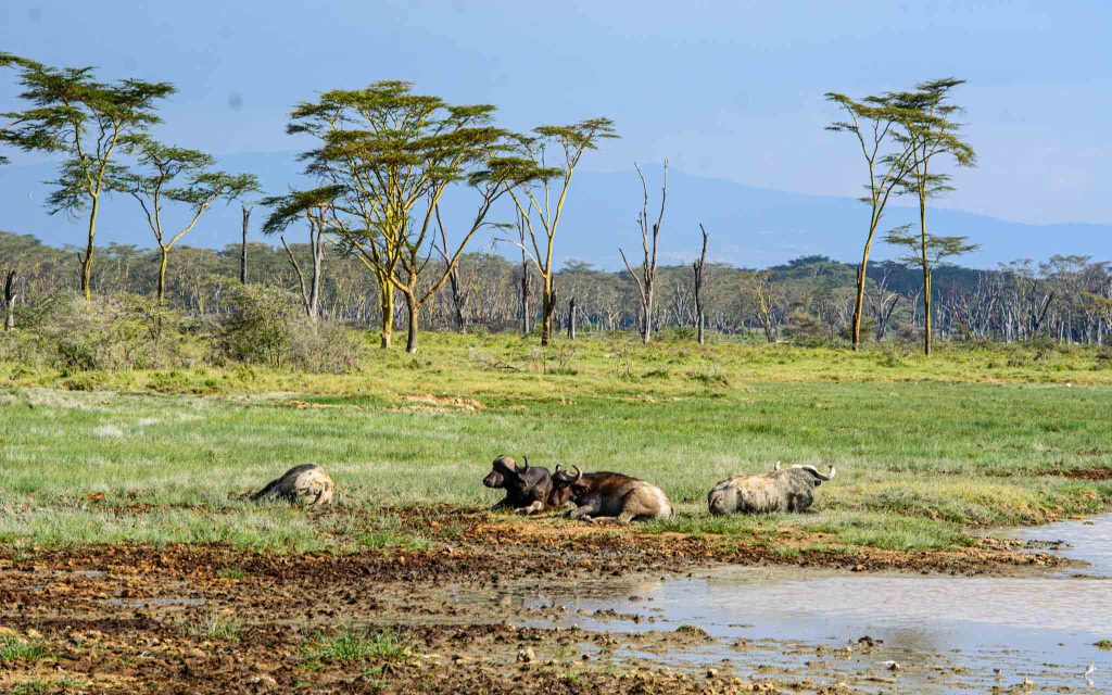 7 days migration safari Kenya