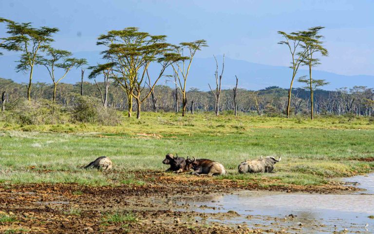 7 days migration safari Kenya