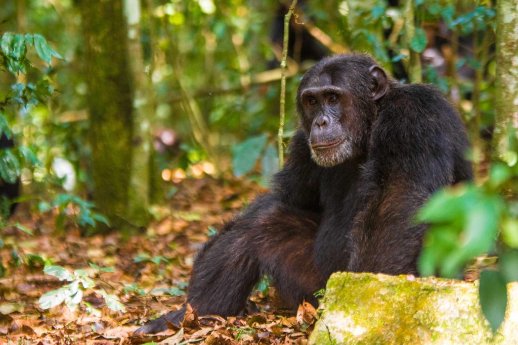 7 Days Rwanda chimps and lowland gorillas