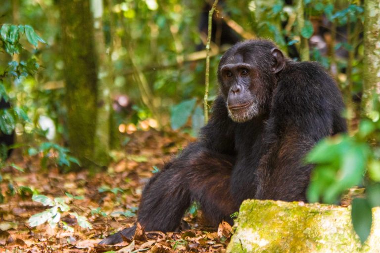 7 Days Congo Gorilla Safari & Rwanda Chimps