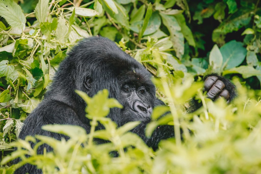 6 Days Uganda wildlife and gorilla safari