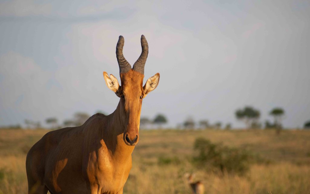 14 Days Uganda Falls & Wildlife Safari