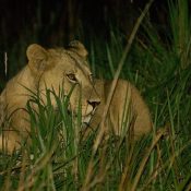 Queen Elizabeth Lions at Night