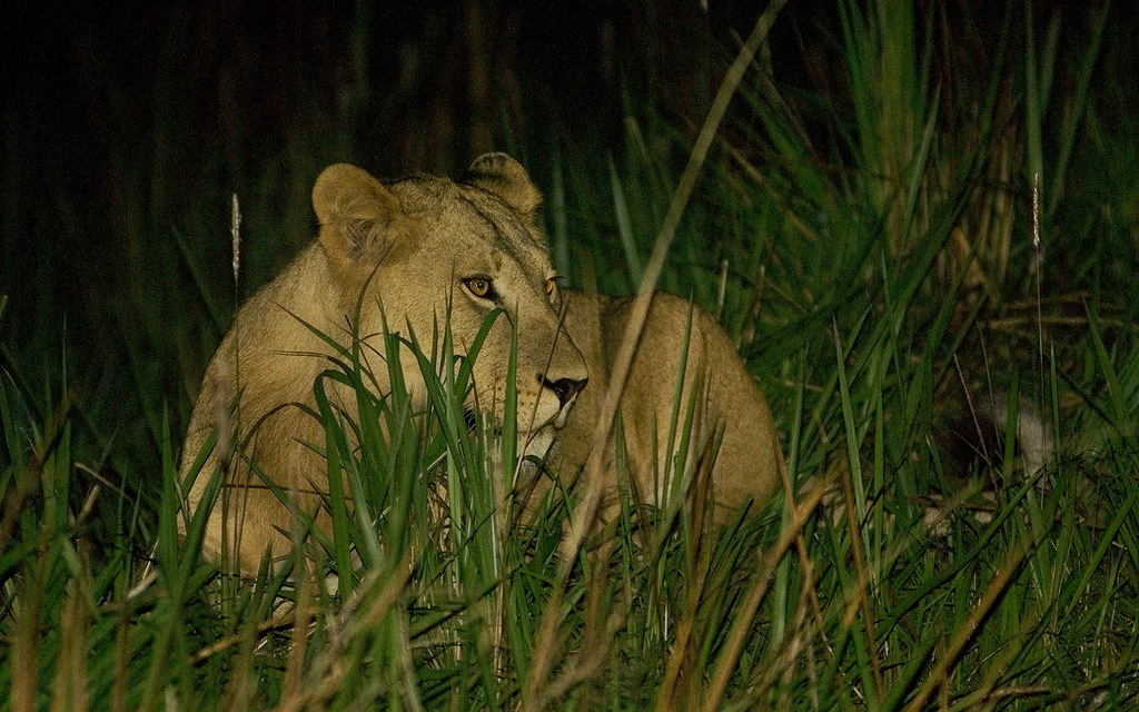 Exploring the Wonders of Queen Elizabeth National Park