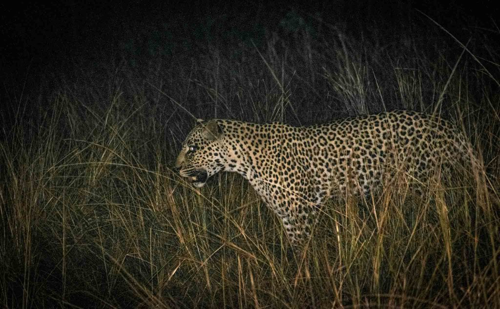 14 Days Uganda Safari