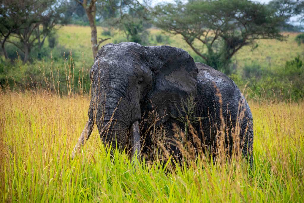 14 Days Uganda Safari