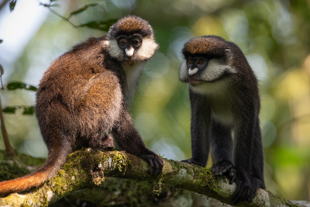 Red-tailed Monkeys Semliki