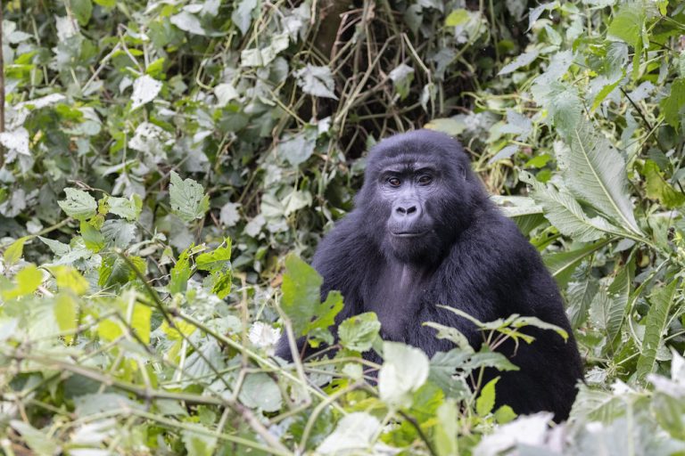 3 Days Lake Bunyonyi Safari