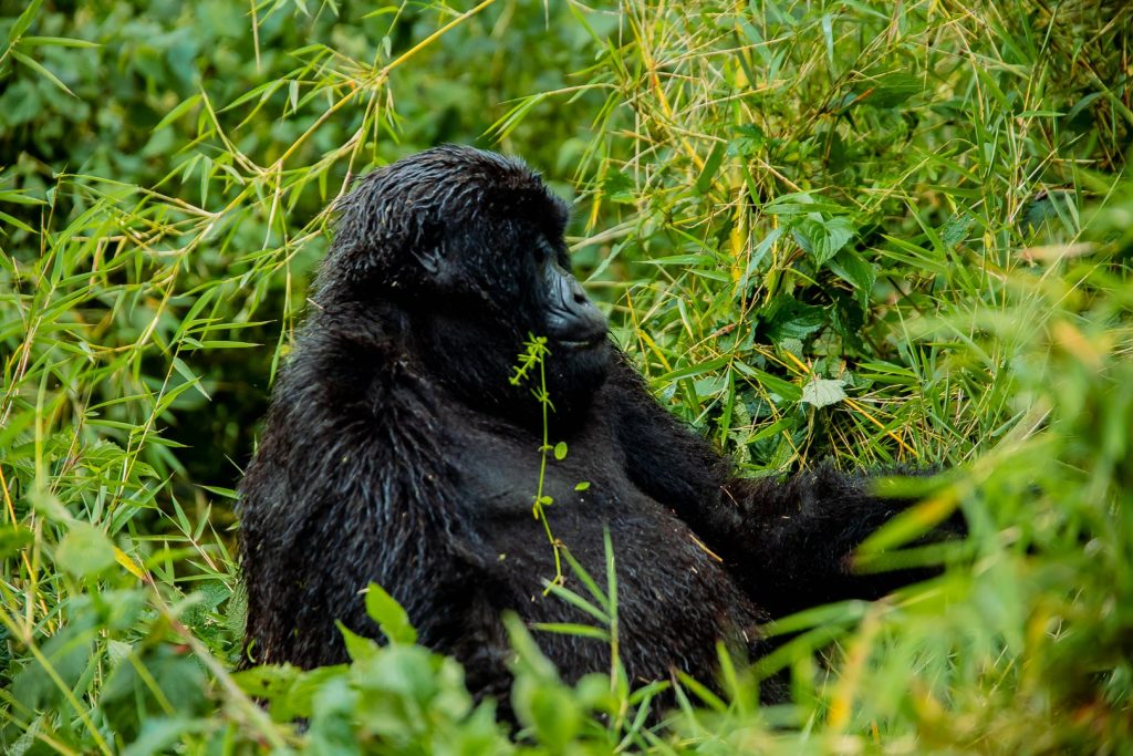 3 Days Rwanda Gorilla Trekking