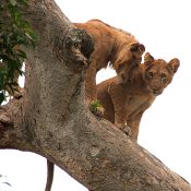 Tree Climbing Lions In Ishasha