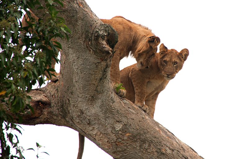 7 Days Gorilla Trekking & Tree-Climbing Lions Safari