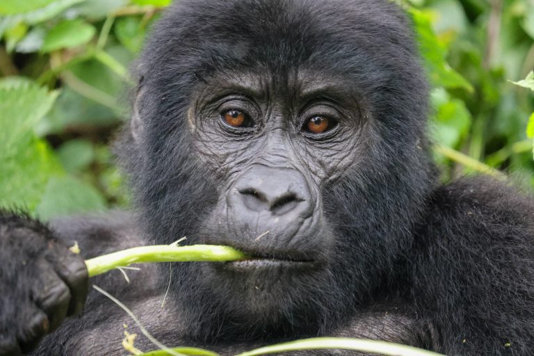 13 Days Uganda and Rwanda Safari – Wildlife, Primates & Scenic Landscapes