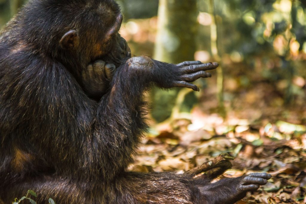 What Does It Take To Trek Mountain Gorillas And Chimpanzee In Uganda?
