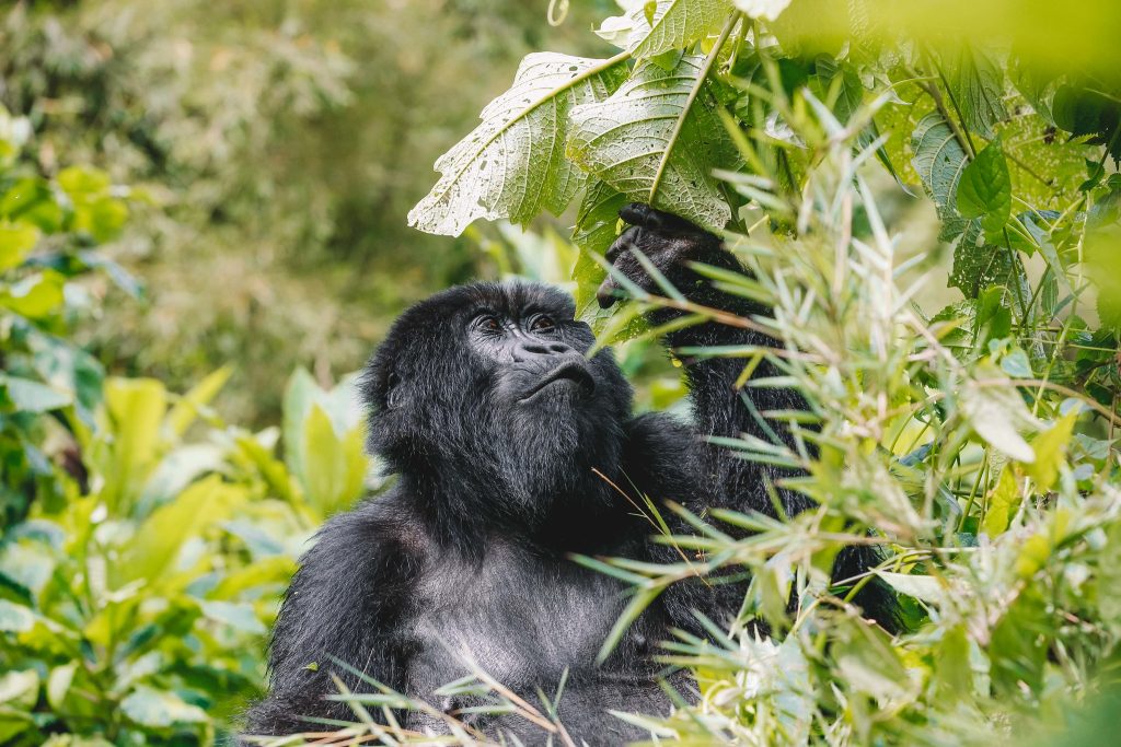 2 Days Bwindi Gorilla Trekking from Kigali