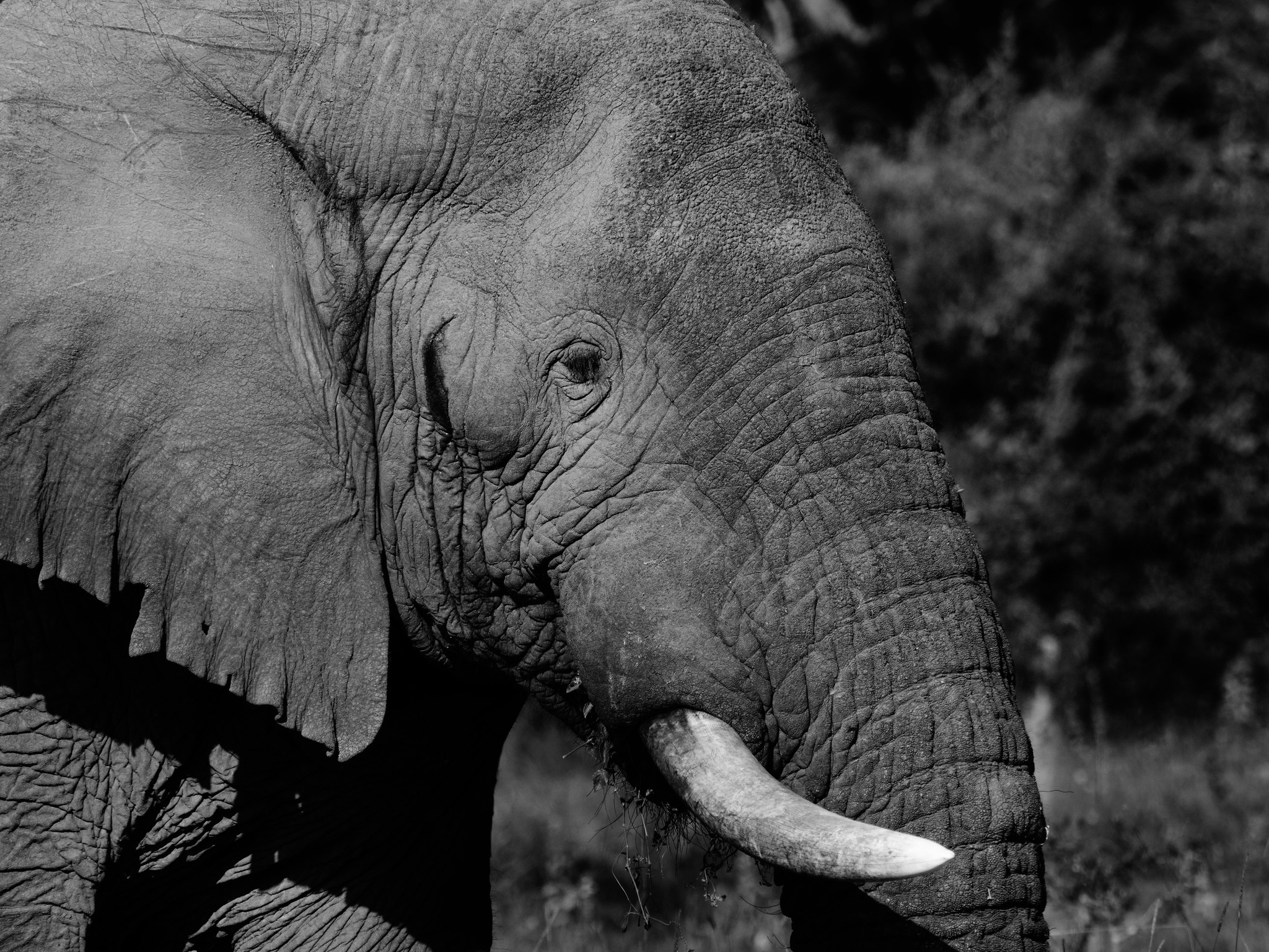 Exploring Akagera National Park Rwanda's Savannah Gem4