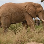 amboseli national park