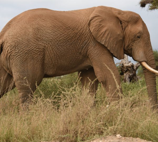 amboseli national park