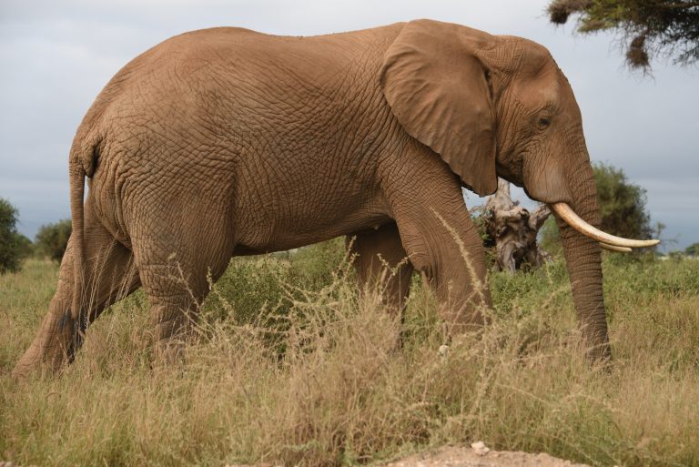 6-Day Kenya Wild Adventure Safari: Amboseli, Lake Naivasha, Nakuru & Masai Mara