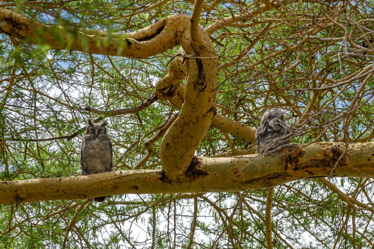 14 Days Kenya: Lonely Mountain Trails & Equatorial Safari