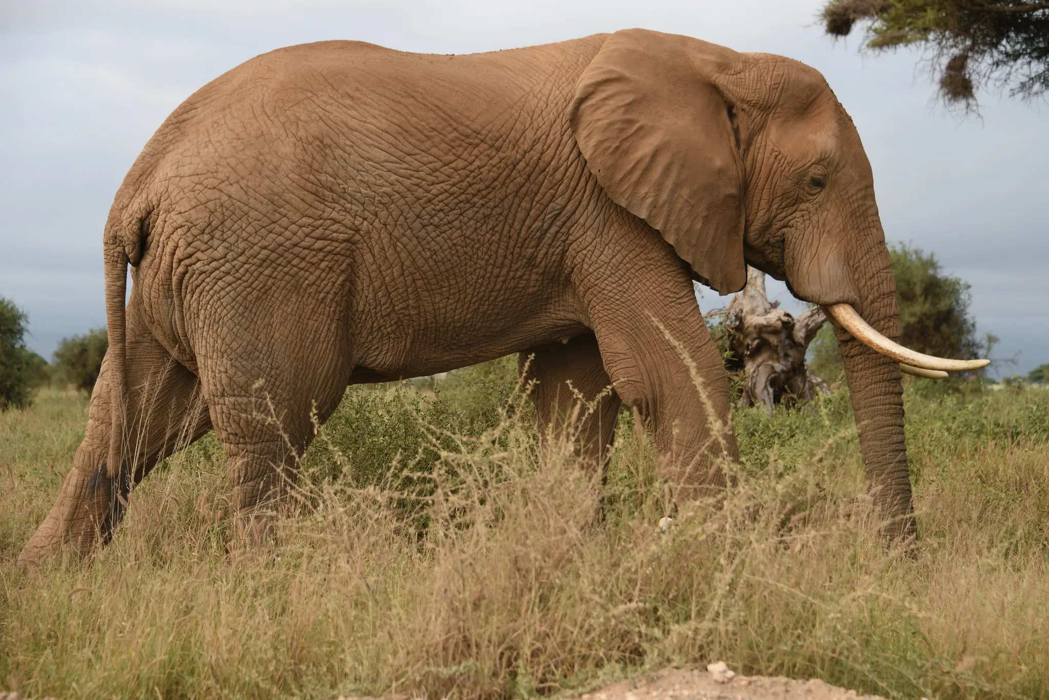 Amboseli National Park