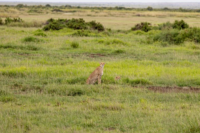 8 Days Remarkable Kenya Wildlife Safari