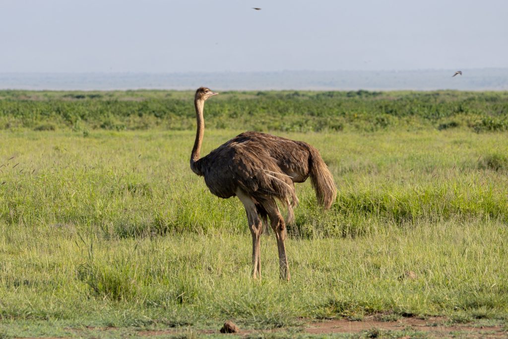 8 Days Remarkable Kenya Wildlife Safari