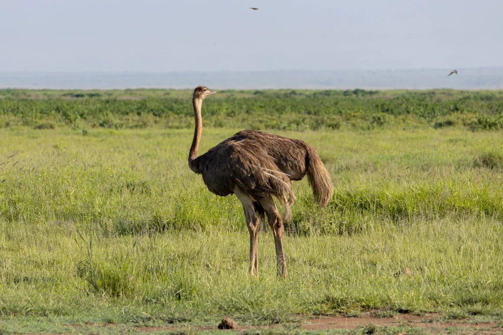 Amboseli National Park birdwatching 600 species