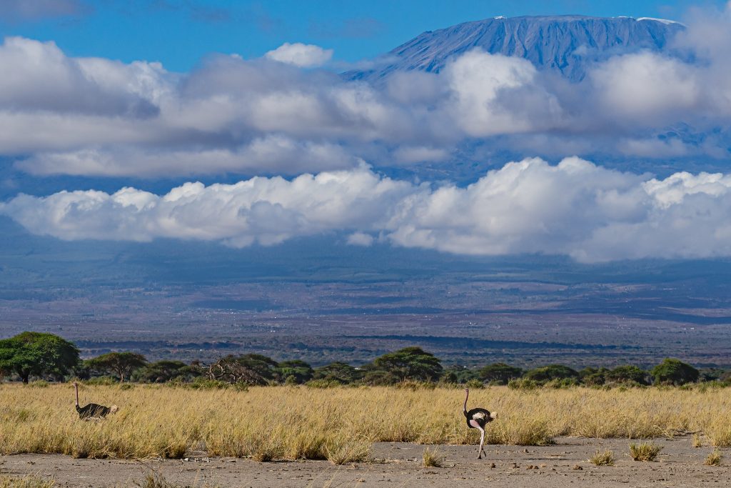 8 Days Remarkable Kenya Wildlife Safari