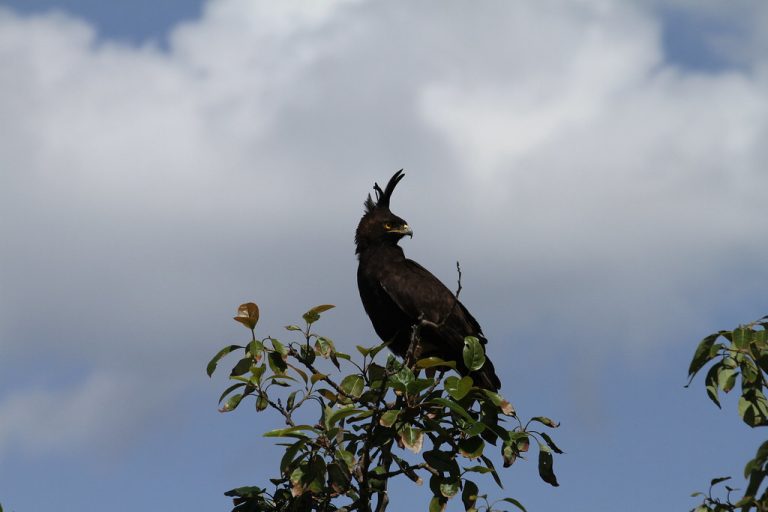 7 Days Rwanda Classic Safari