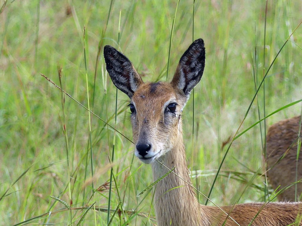 Kidepo Valley National Park
