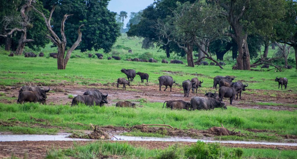 5 Days Photography & Cultural Classic Safari in Kidepo Valley National Park