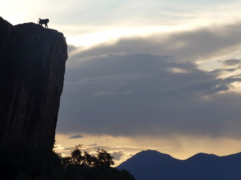 14 Days Uganda Safaris Tour – Kidepo to Bwindi Gorillas