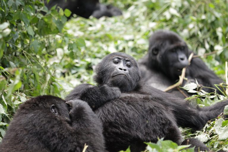 3 Days Lowland Gorilla trek in Congo