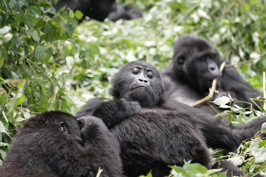 7 Days Congo Lowland Gorillas and Mountain Gorilla trekking