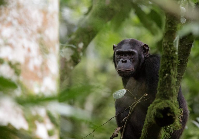 8 Days Rwanda Primates & Cultural Safari