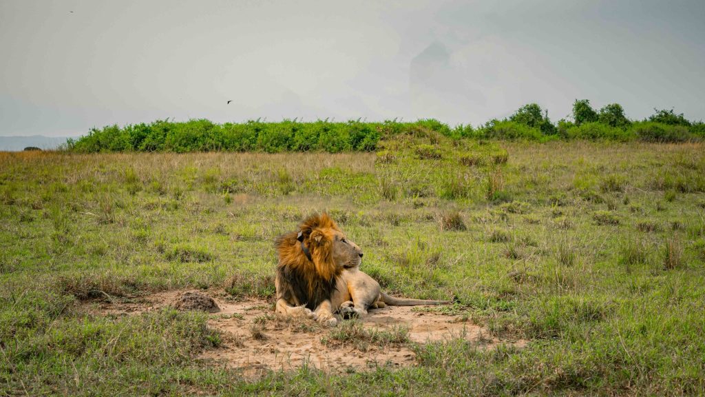 The truth about Queen Elizabeth National Park in 2026