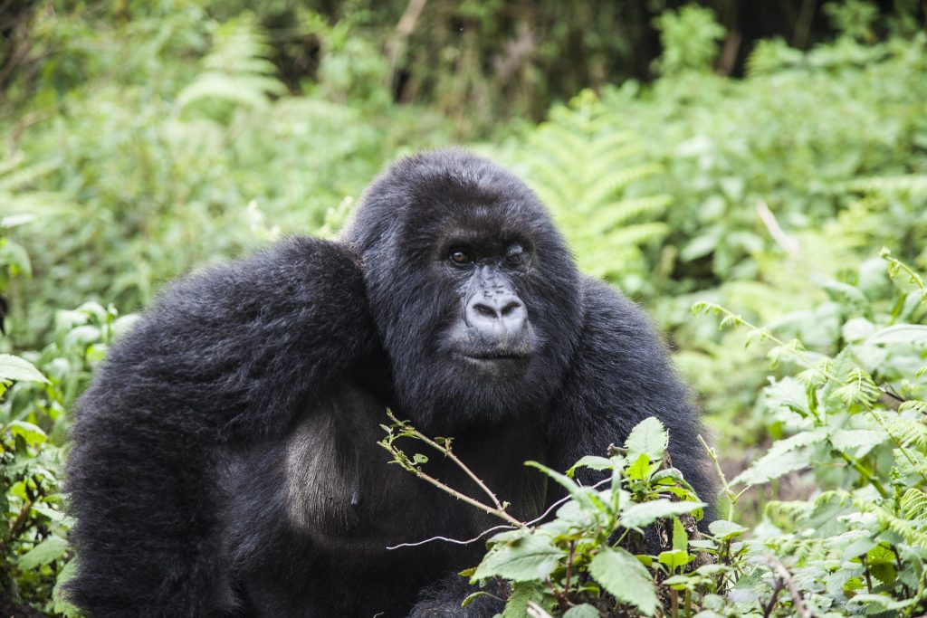 7 Days Congo Lowland Gorillas and Mountain Gorilla trekking