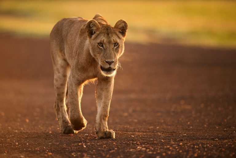 4 Days Queen Elizabeth Group Tour Safari