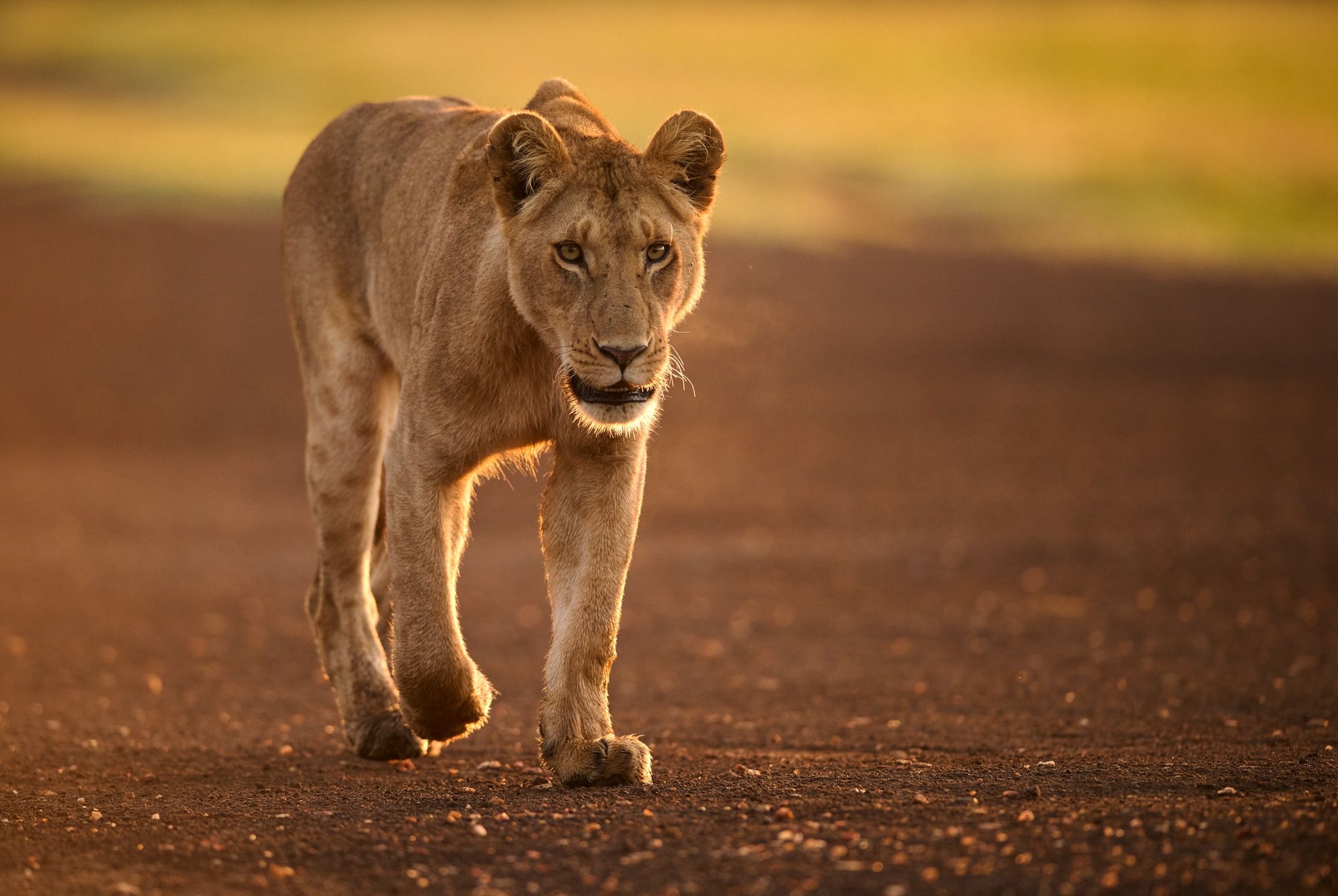 4 Days Queen Elizabeth Group Tour Safari