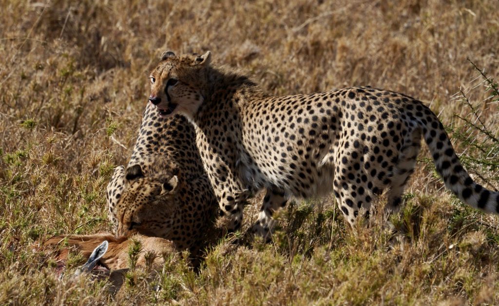 12-Day Gorillas, Chimpanzees & Big Five Safari in Uganda