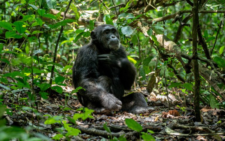 3 Days Queen Elizabeth National Park Safari