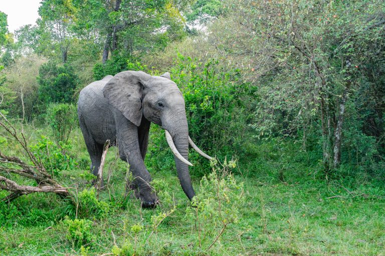 6-Day Kenya Wild Adventure Safari: Amboseli, Lake Naivasha, Nakuru & Masai Mara