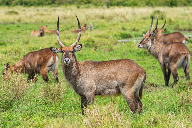9 Days Kenya Family Safari in Masai Mara and Laikipia (MidRange)