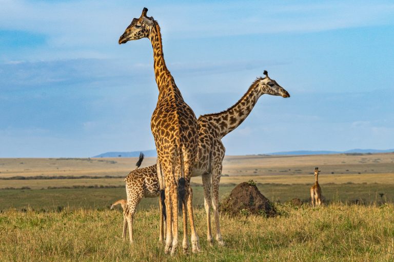 9 Days Kenya Family Safari in Masai Mara and Laikipia (MidRange)